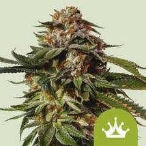 Best Seller - Special Queen #1 Auto