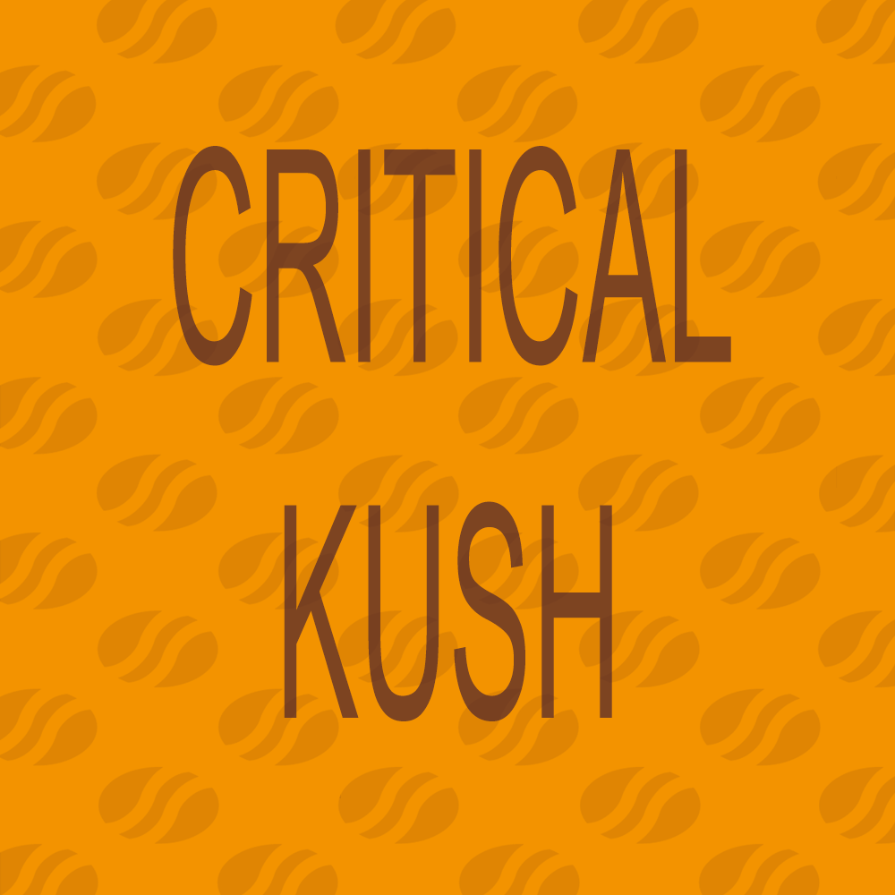 Buy Original Sensible Seeds Critical Kush FEM